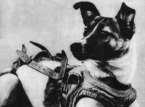 Laika_(Soviet_dog)[1].jpg
