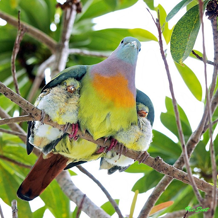 baby-birdies-bird-cute-tropical.jpg